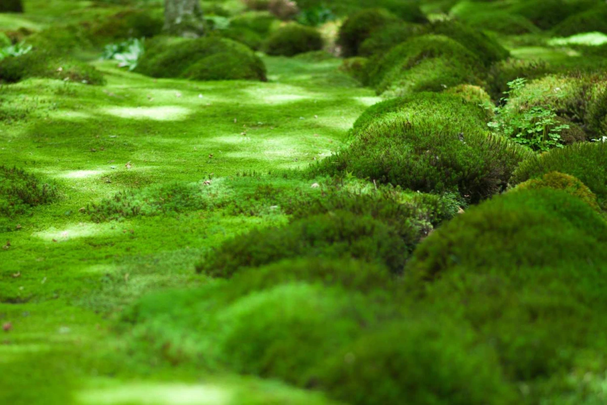 grass alternatives moss in garden