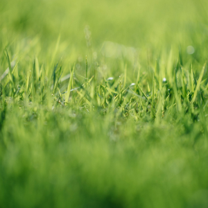 How To Get Thick Grass And A Lush Lawn: 5 Simple Tips