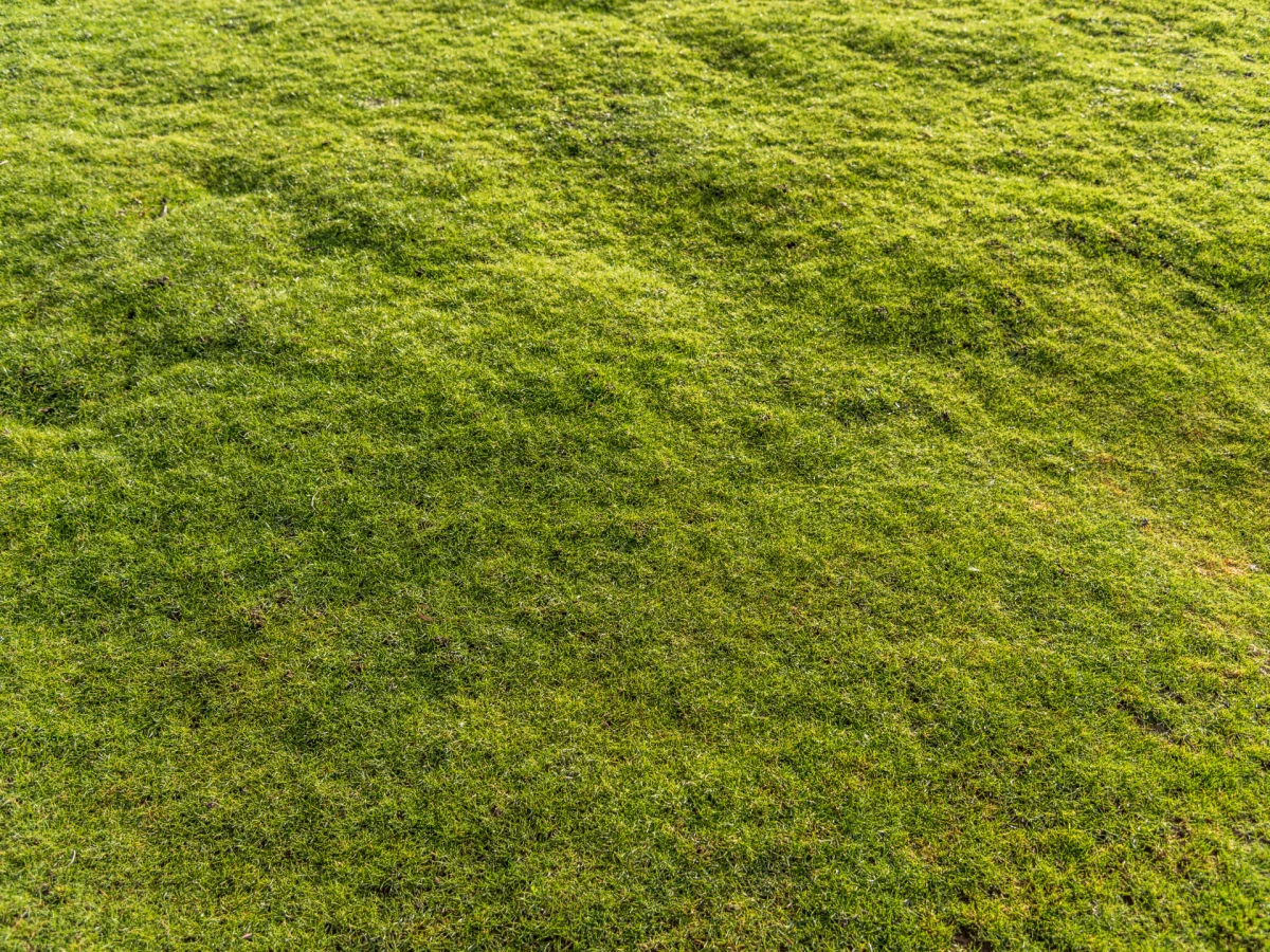 green bumpy lawn