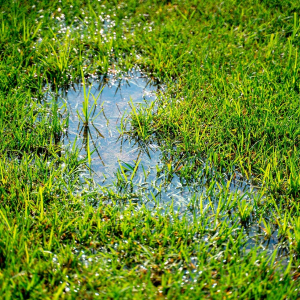How To Fix A Waterlogged Lawn: 7 Expert Tips