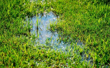 green grass full of water