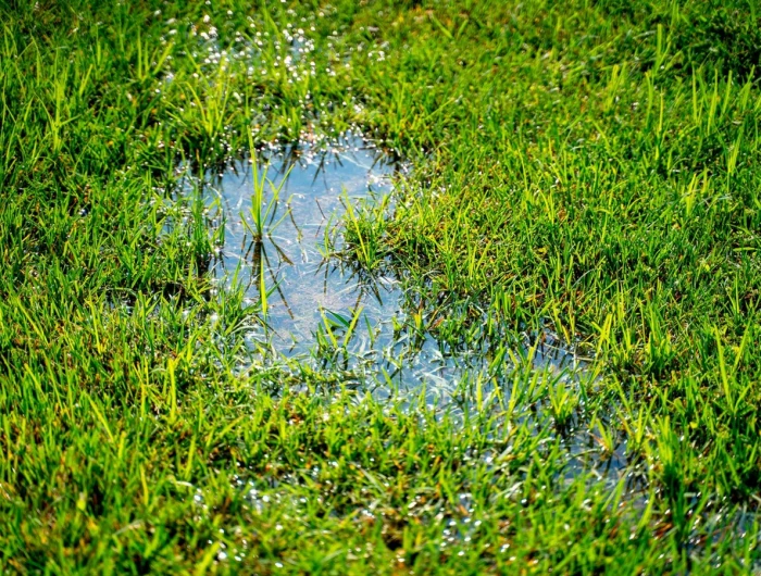 green grass full of water