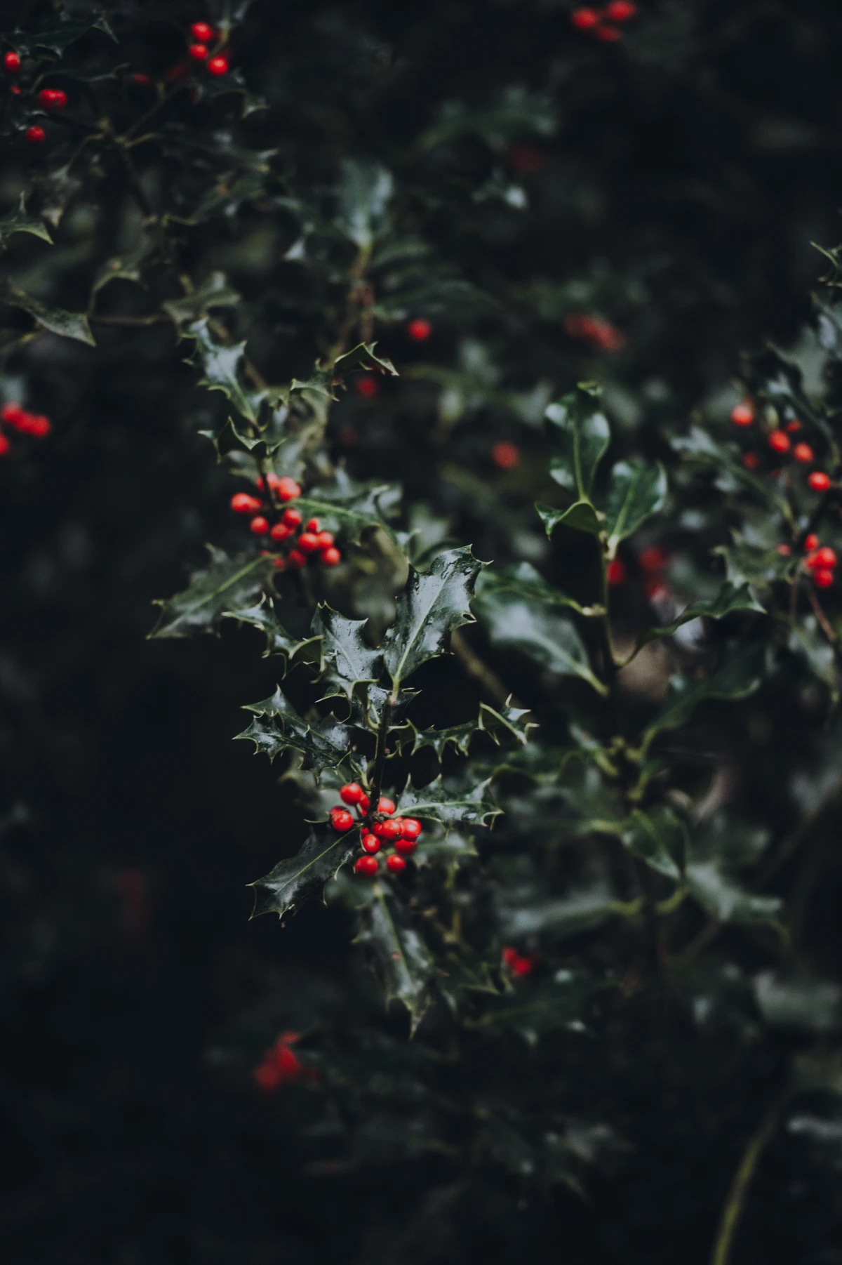 green holly with red berries
