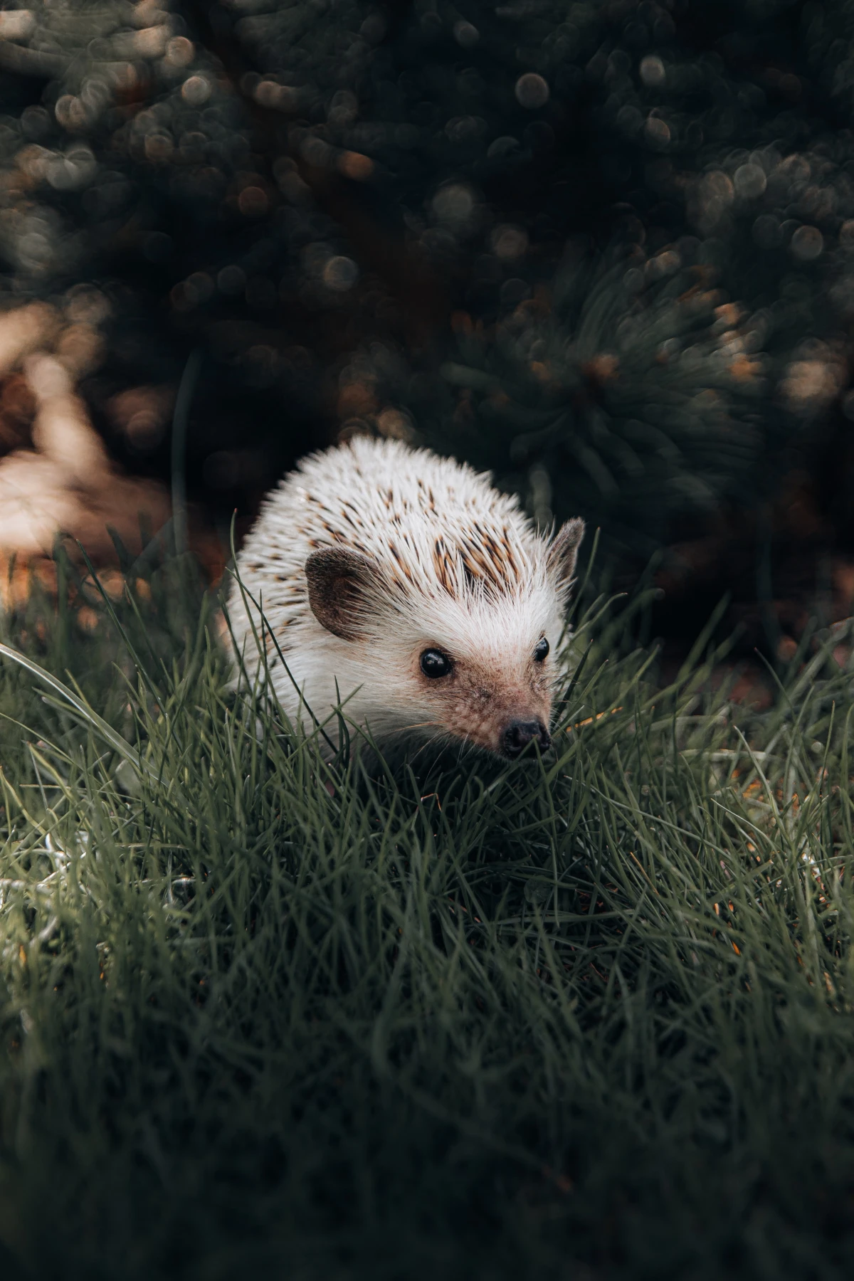 hedgehog friendly garden hedgehog on grass