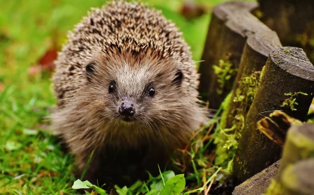 hedgehog in the garden