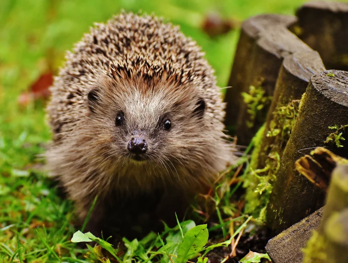 hedgehog in the garden