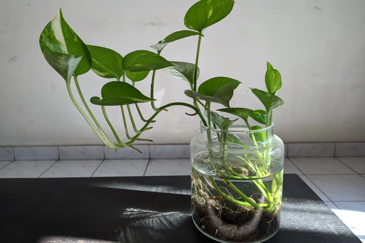 houseplant growing in water