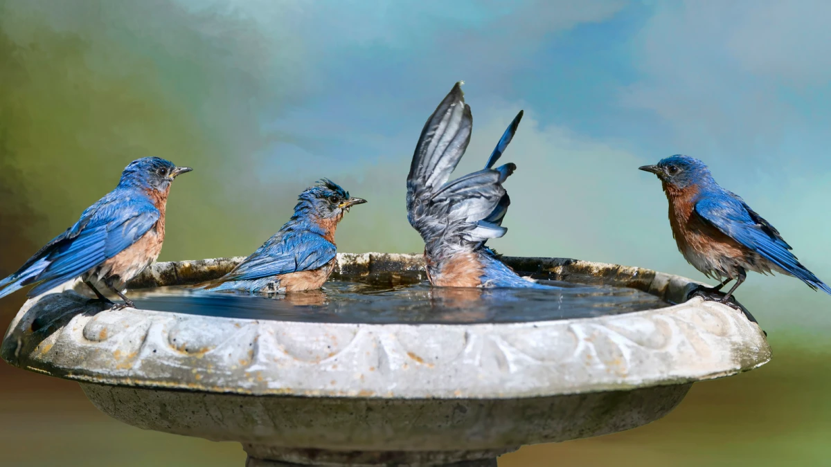 how to attract bluebirds blubirds in birdbath