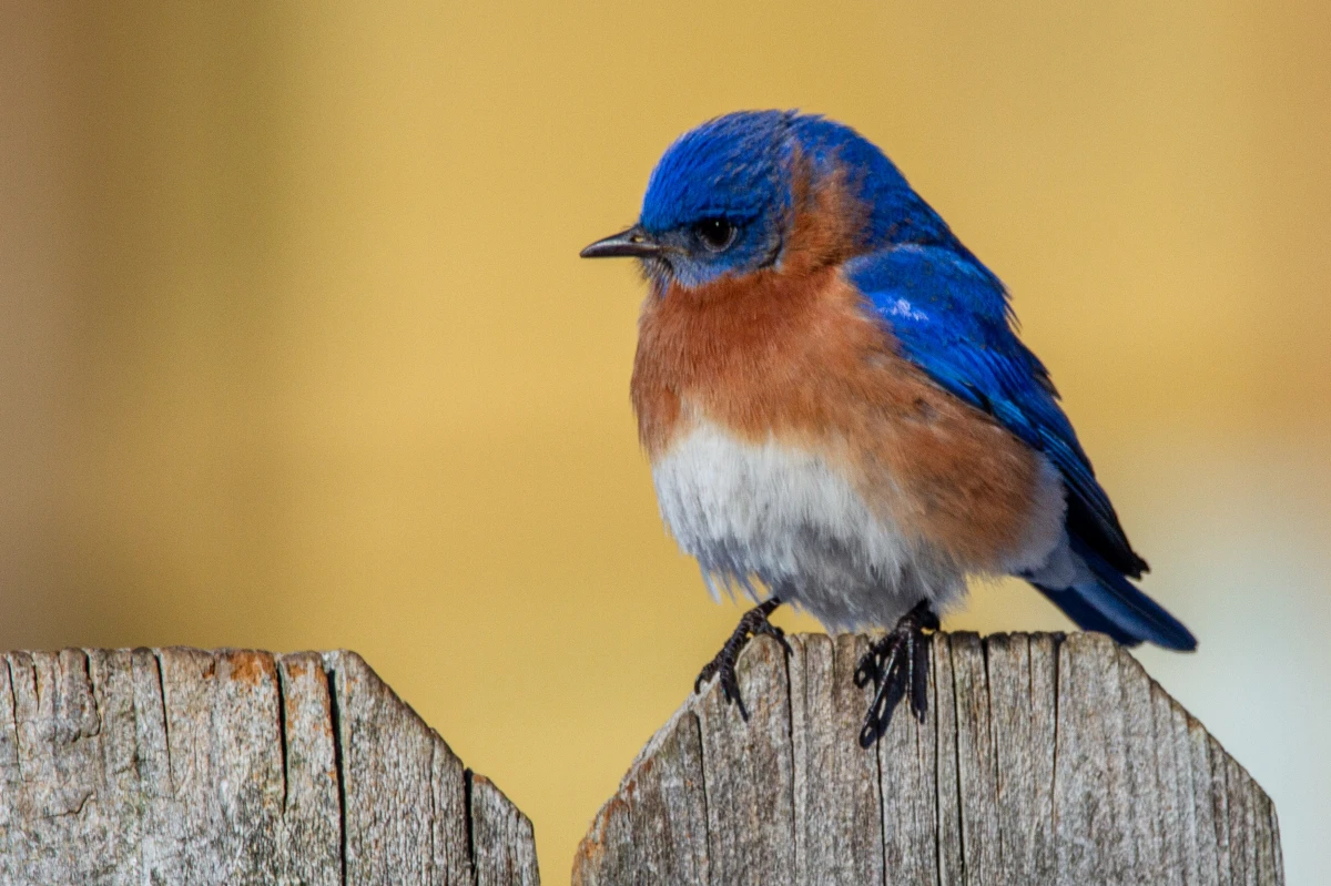 how to attract bluebirds bluebird on fence