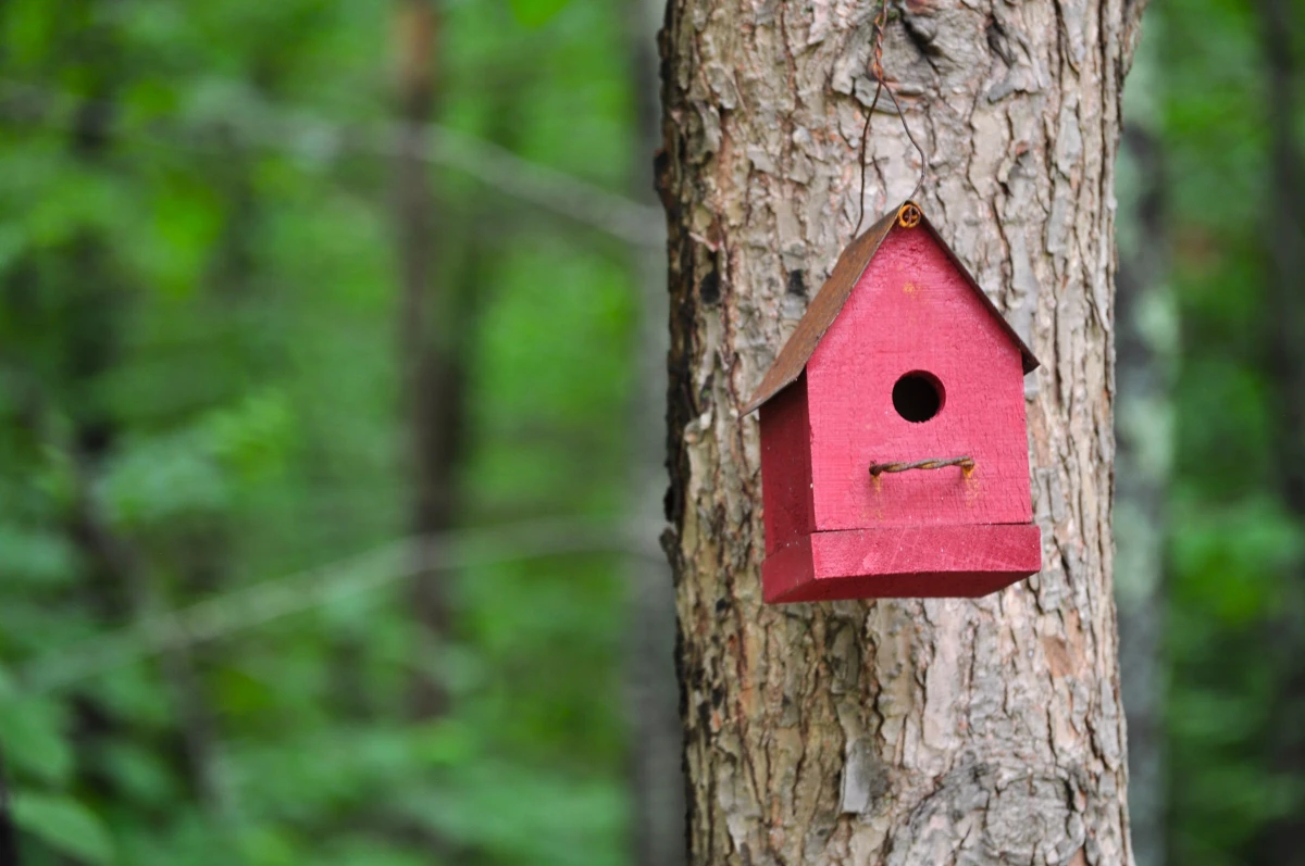how to attract bluebirds red birdhouse on tree