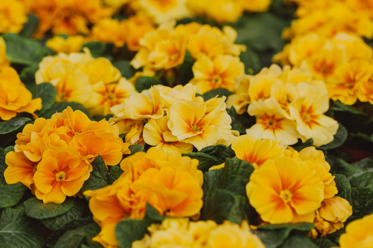 how to care for a primrose plant