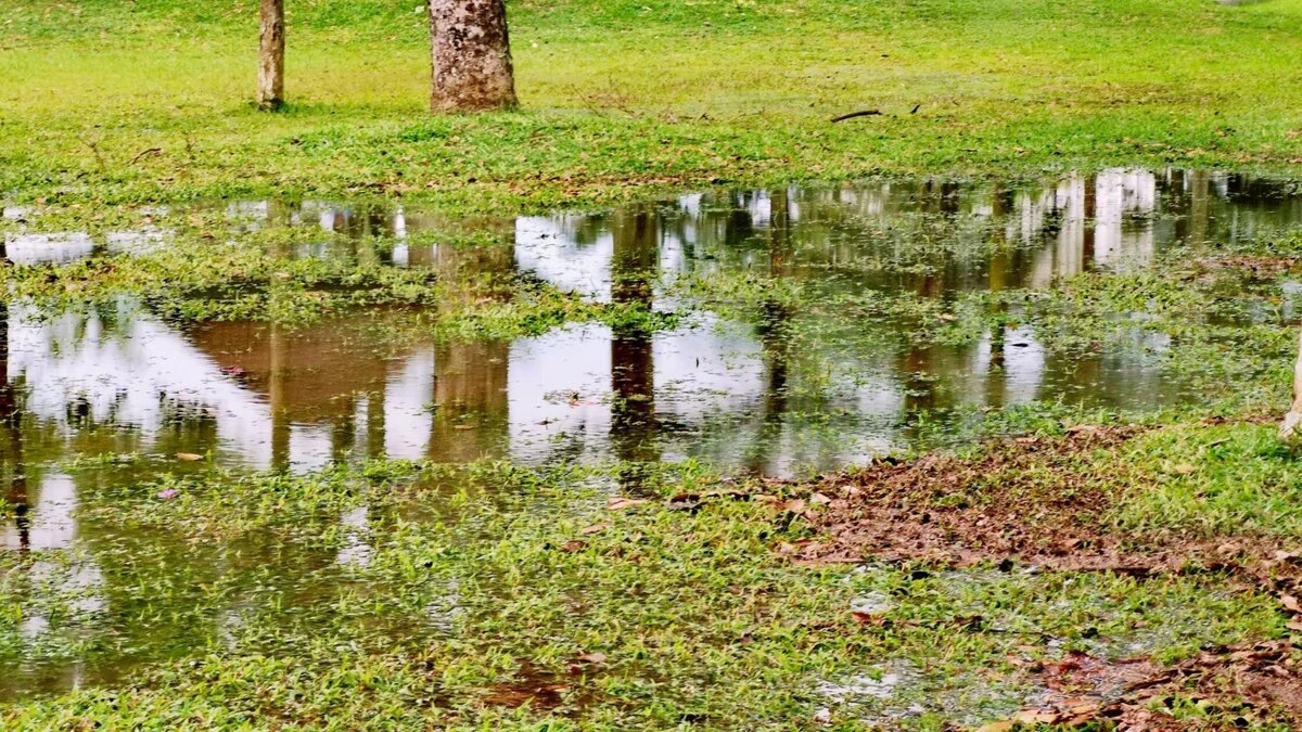how to fix a waterlogged lawn waterlogged lawn