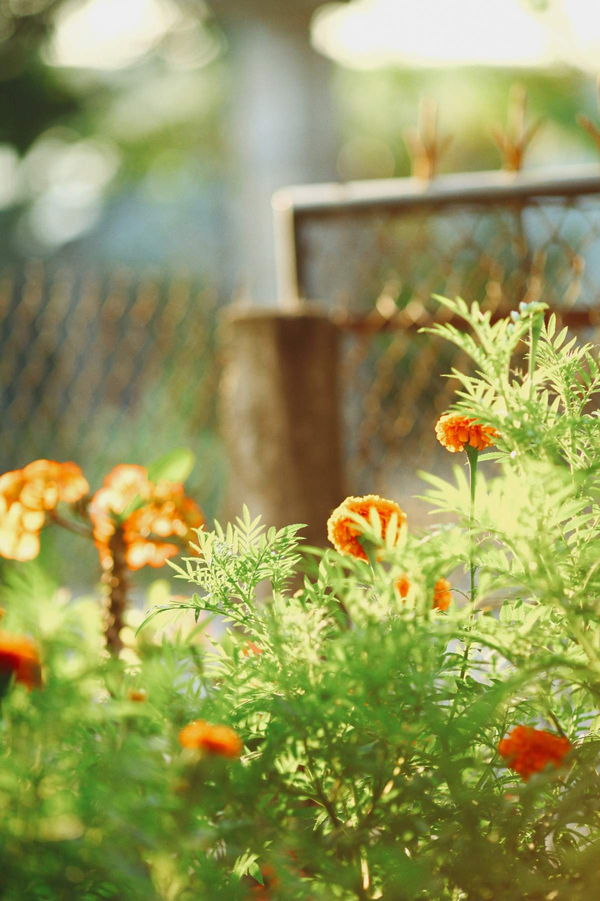 how to get rid of ticks from backyard