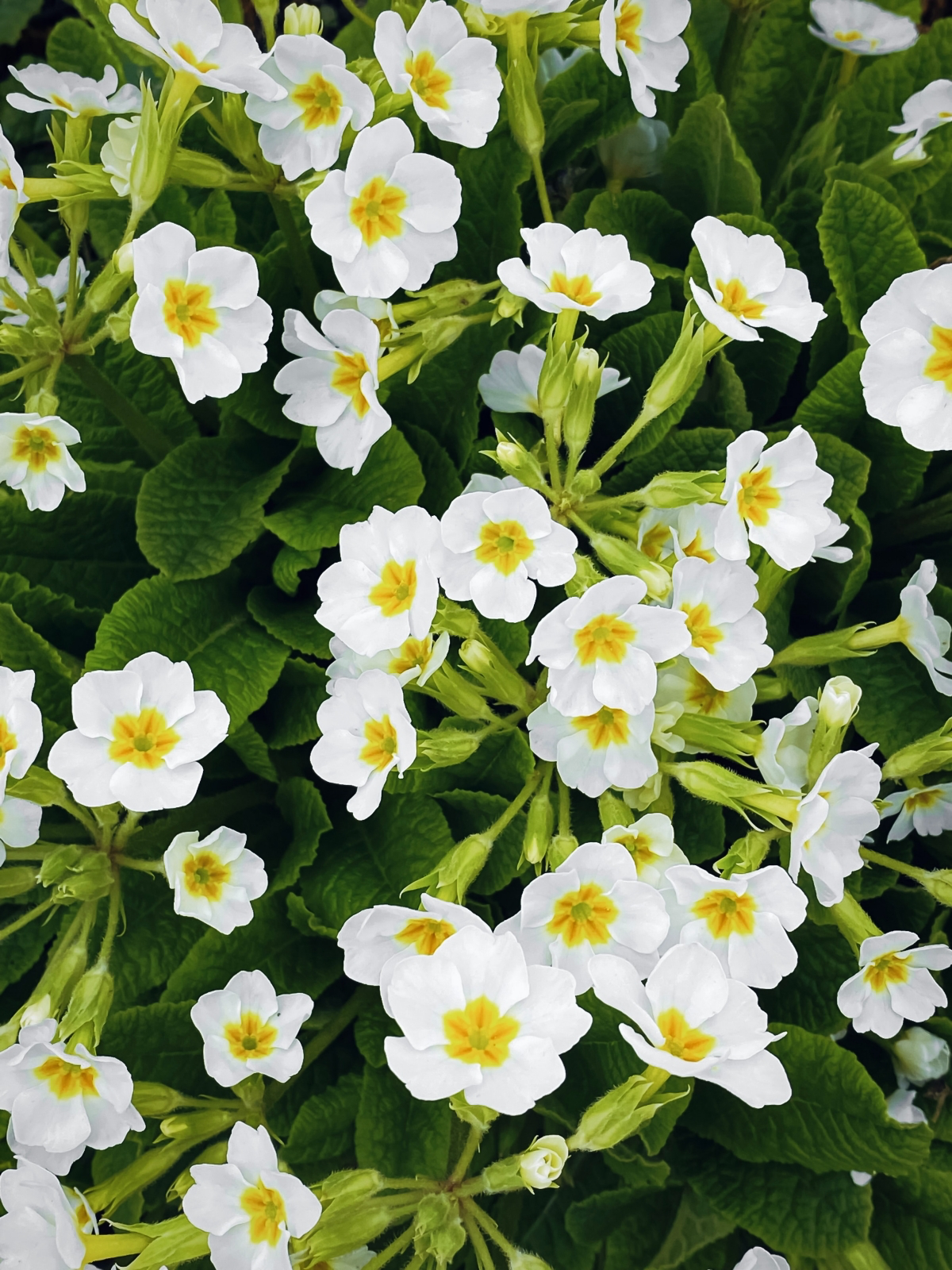 how to keep primroses blooming