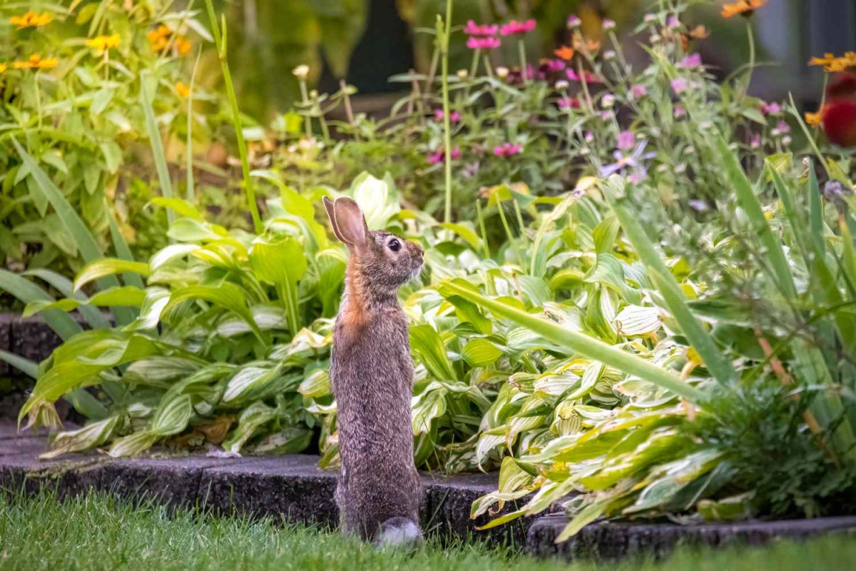 how to keep rabbits out of your garden rabbit propt up in garden