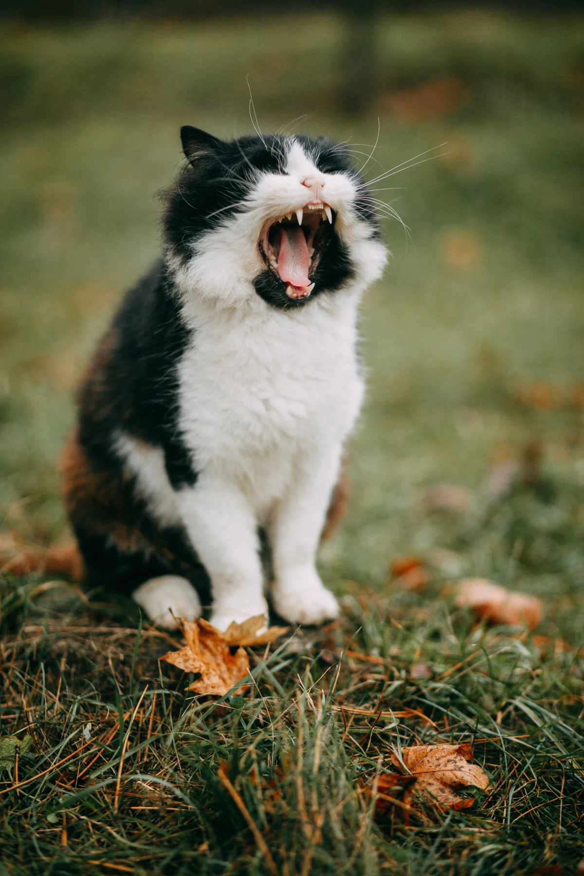 how to keep snakes away cat in the garden yawning