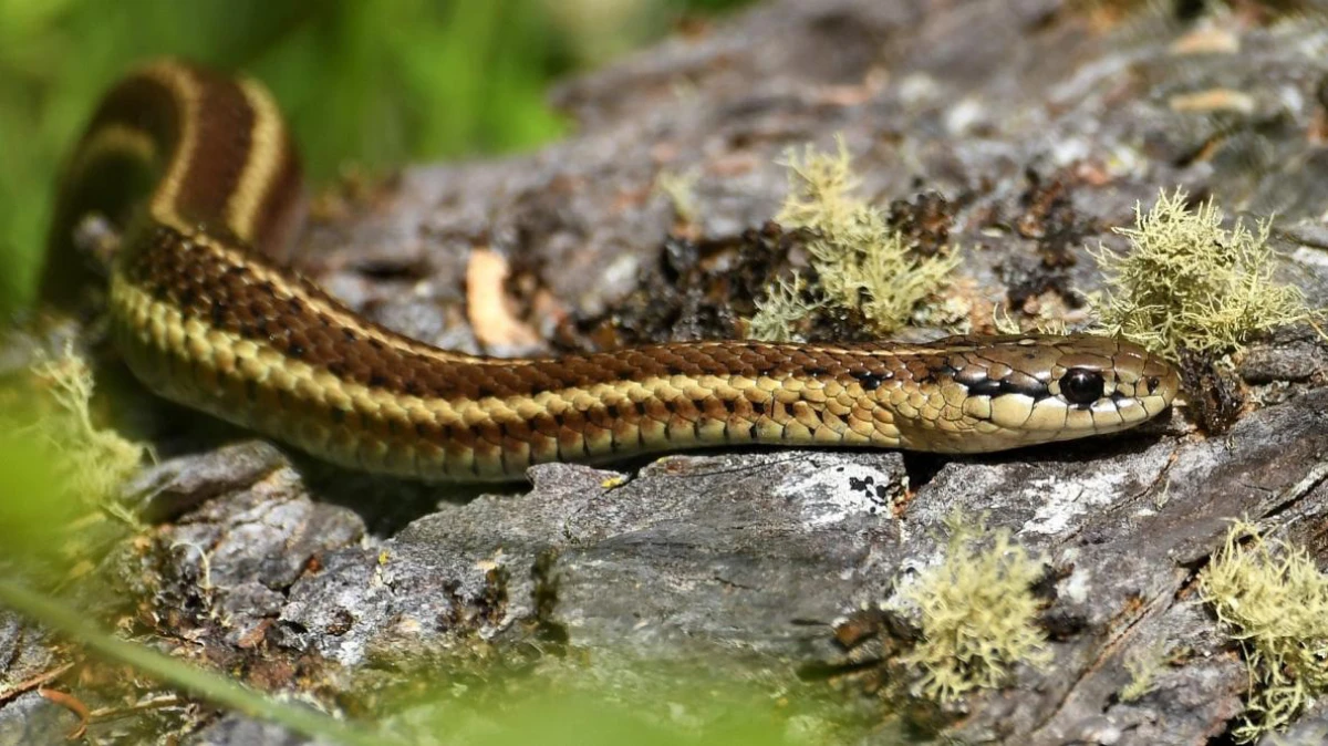 how to keep snakes away garter snake on rock