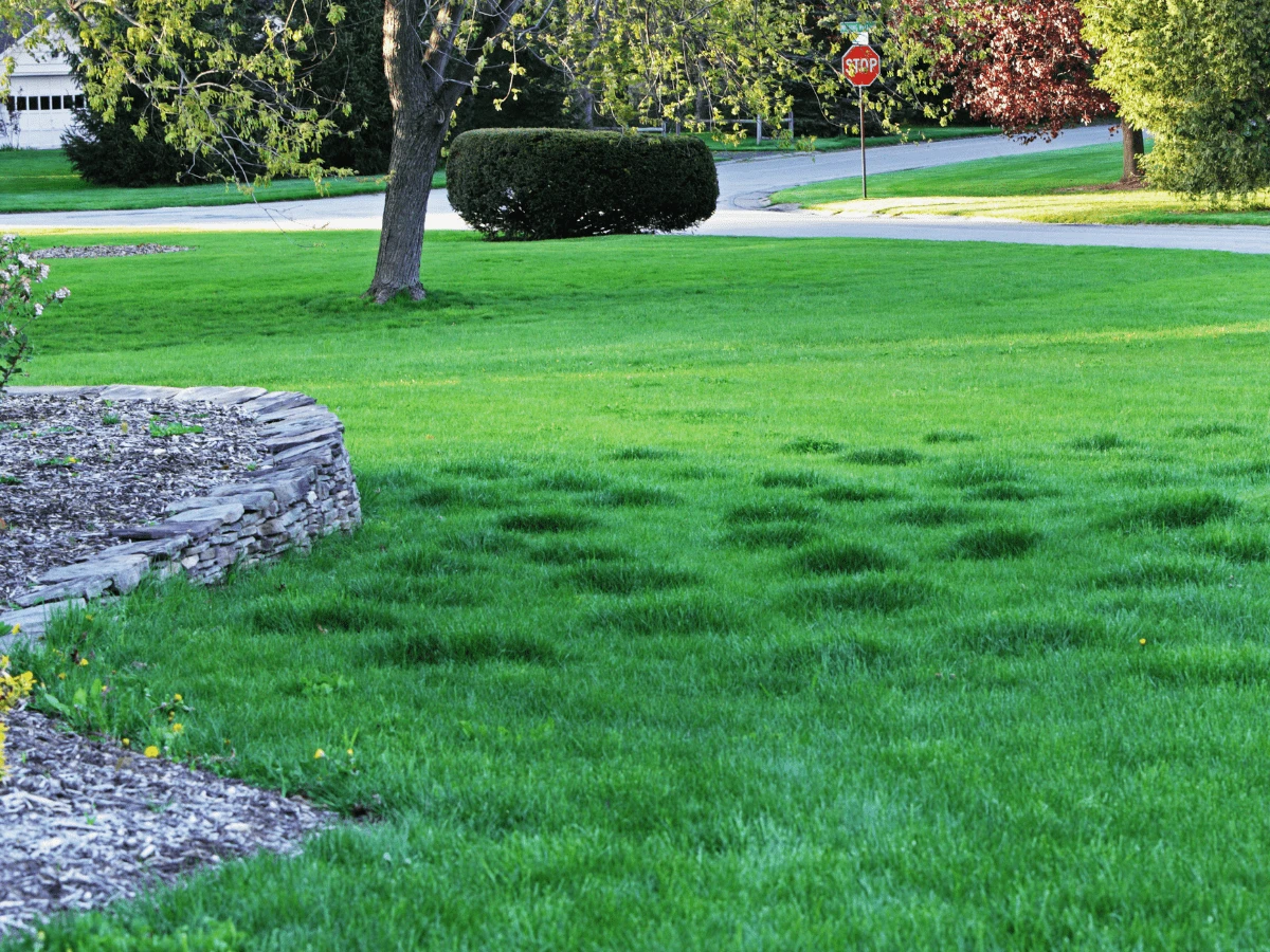how to level a lawn bumpy green lawn