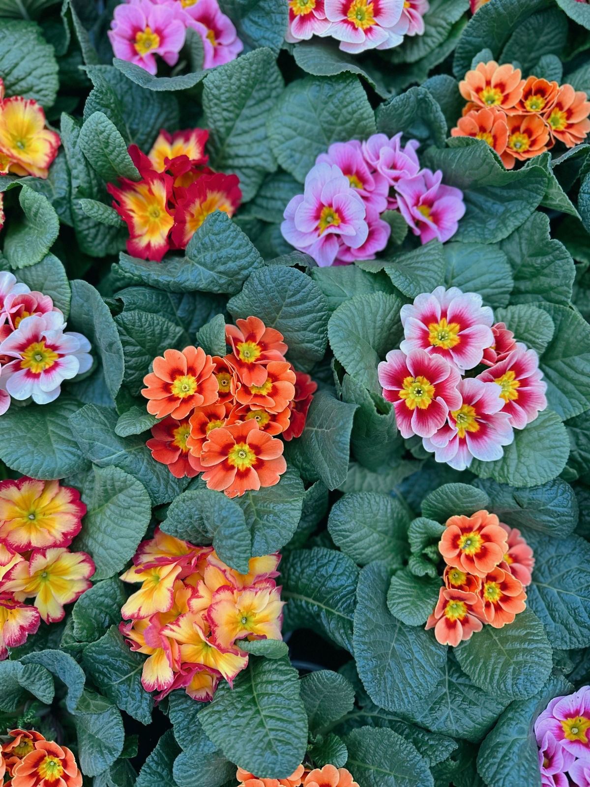 how to look after primrose plants