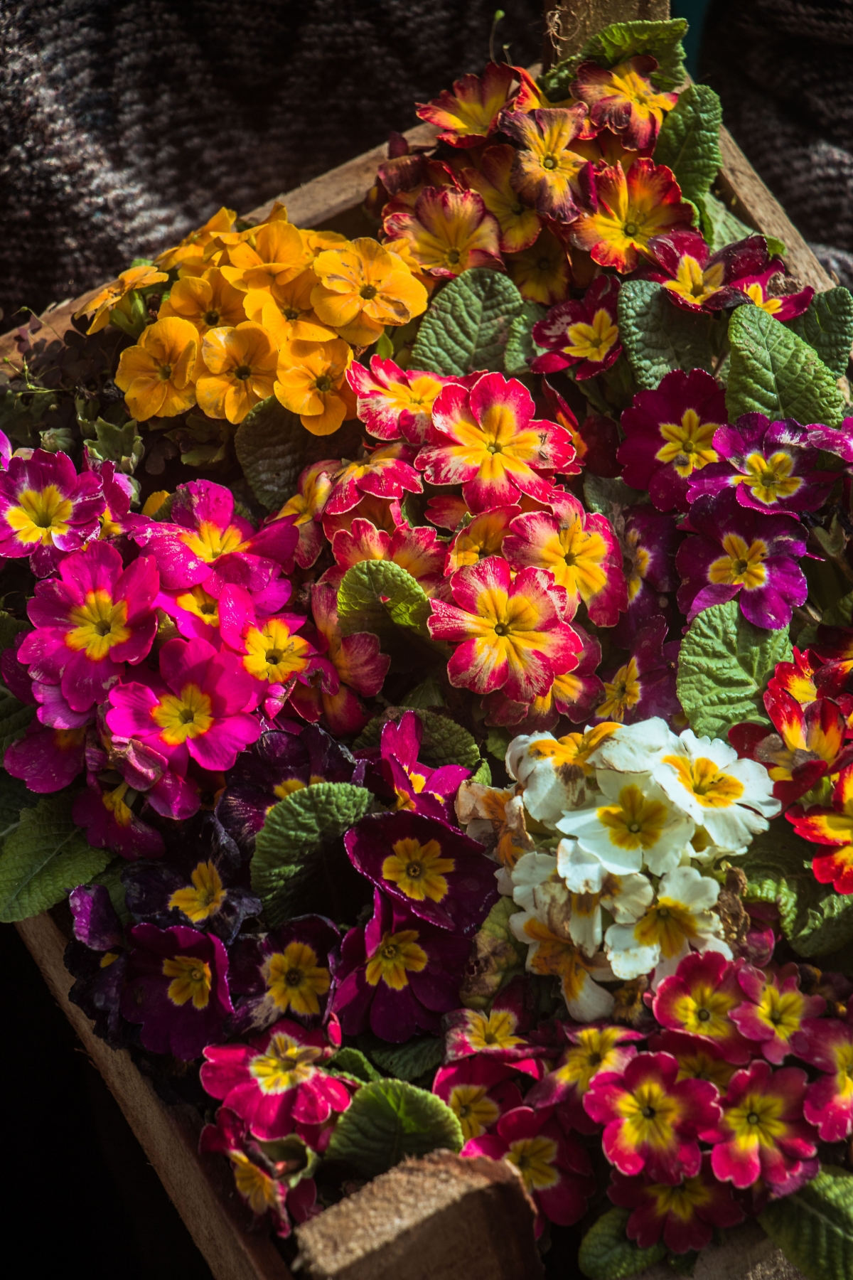 how to look after primroses in pots