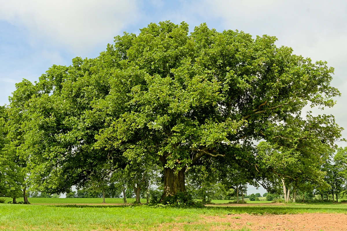 huge burr oak tree