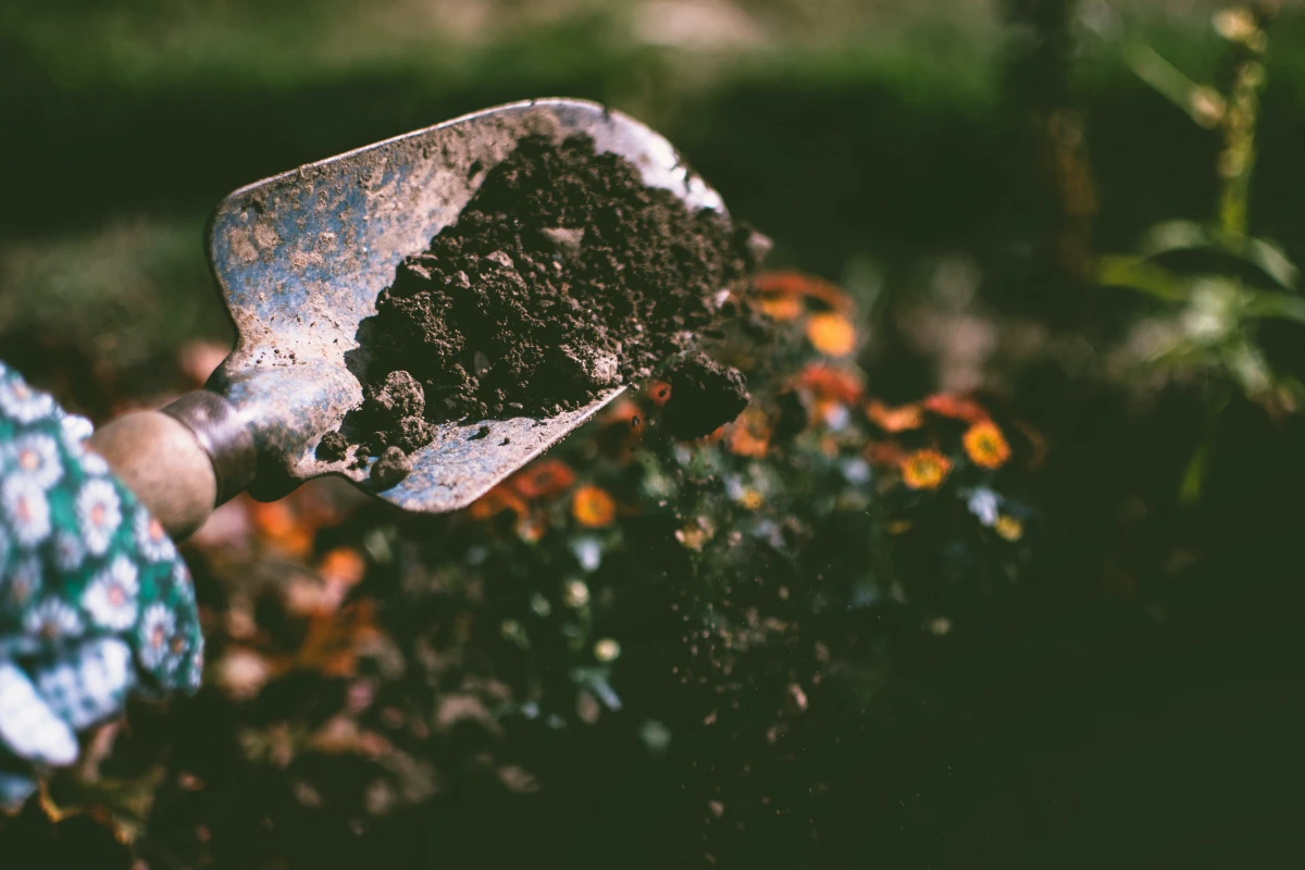 improve garden soil soil on a garden shovel