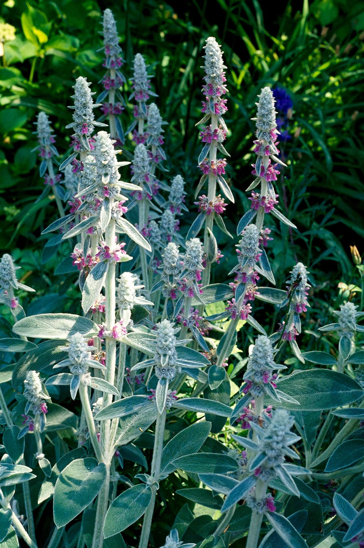 lambs ear flower and foliage