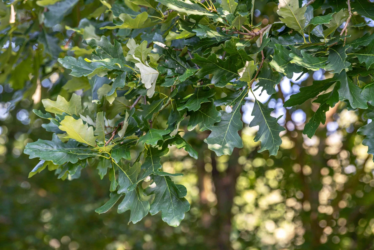 leaves of bur oak tree