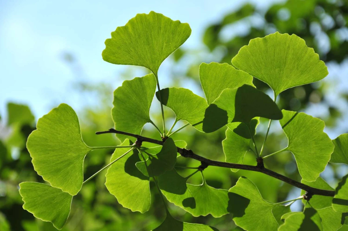 leaves of ginkgo biloba