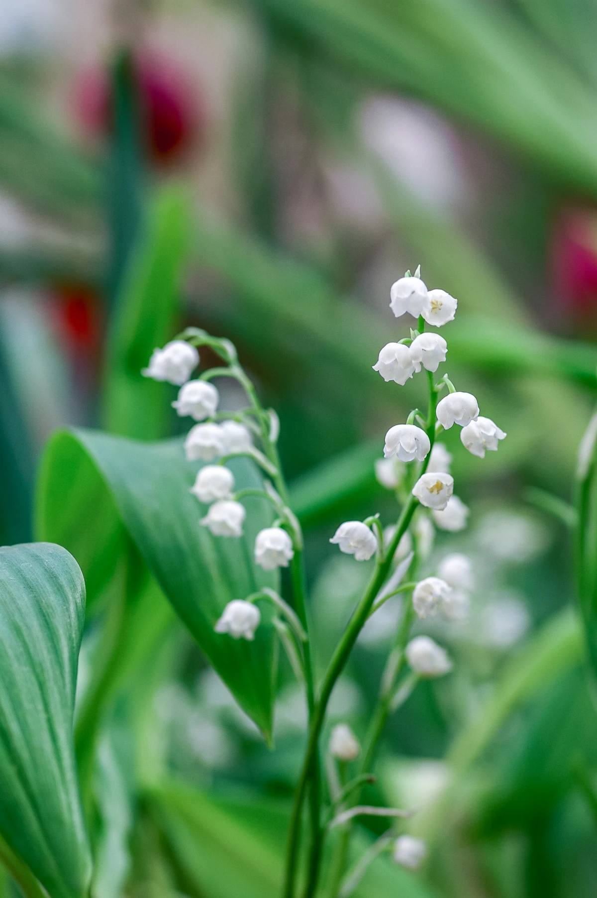 lily of the valley white flowers