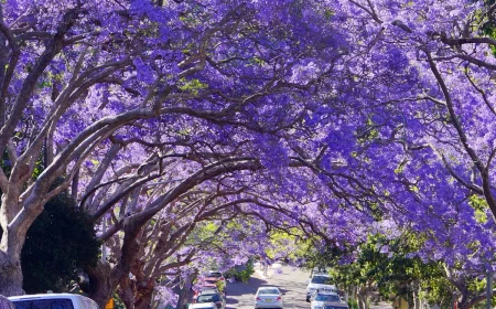 low maintenance trees purple jacaranda trees