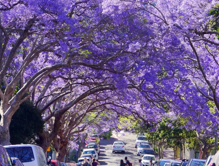 low maintenance trees purple jacaranda trees