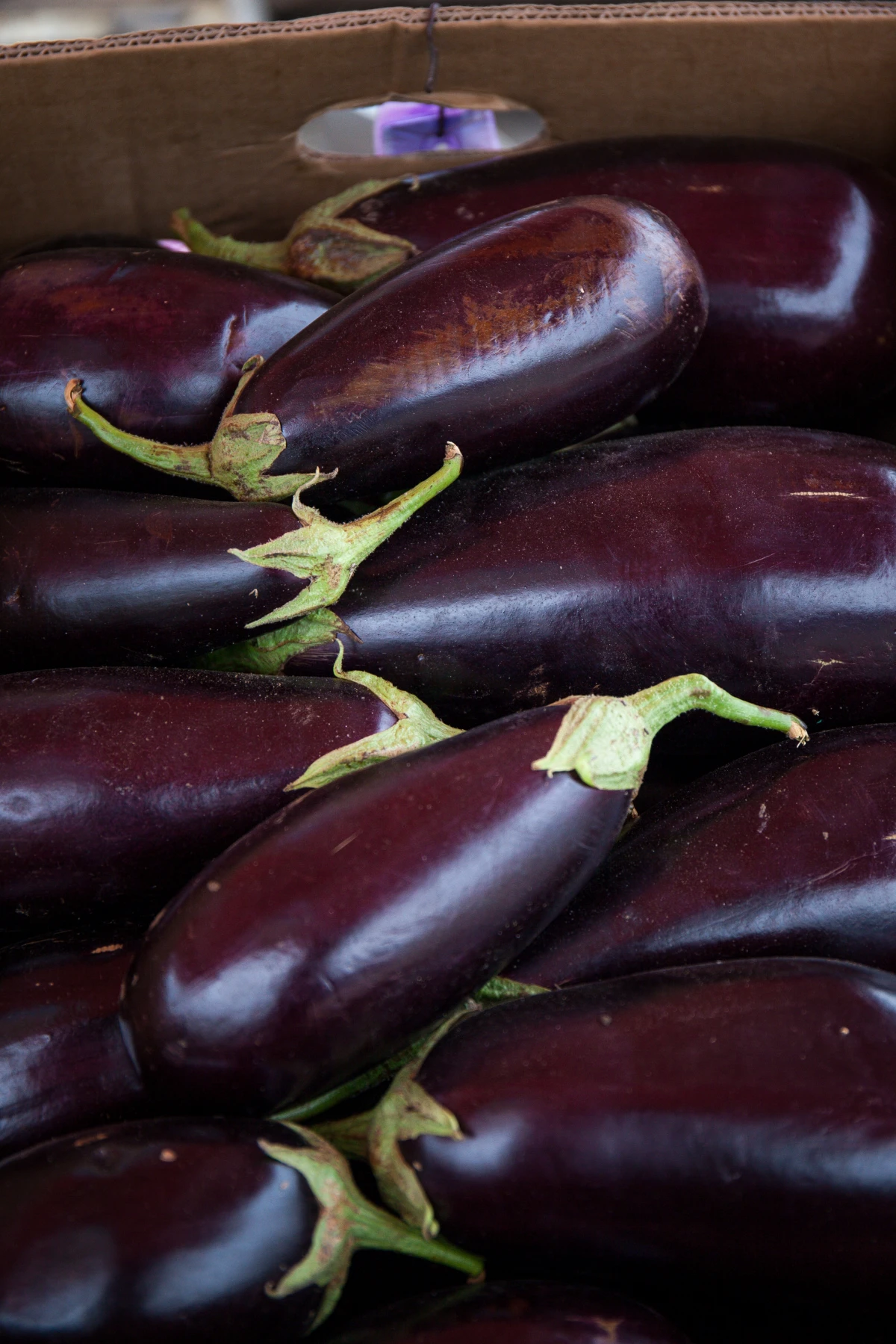 many eggplants in one picture