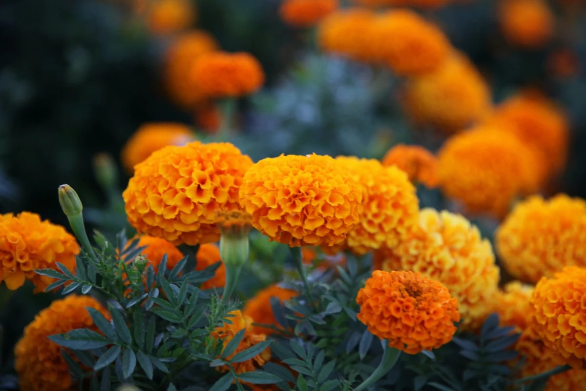 orange marigolds in garden