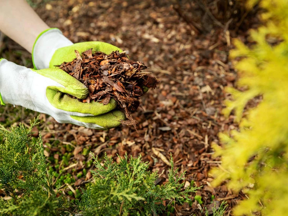 person holding mulch