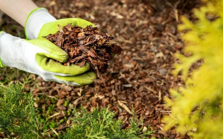 person holding mulch