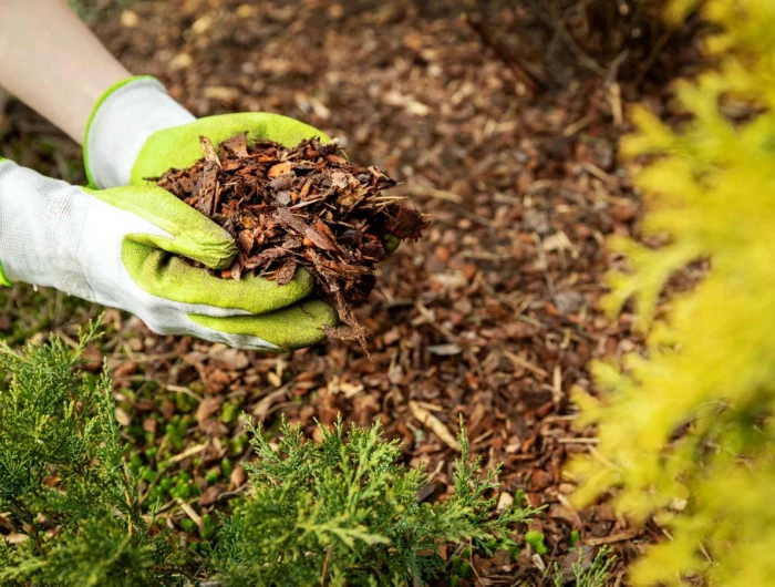 person holding mulch