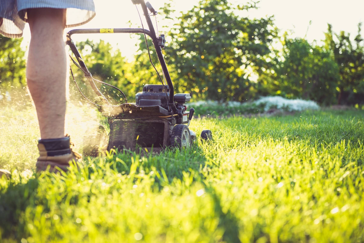 person mowing the lawn