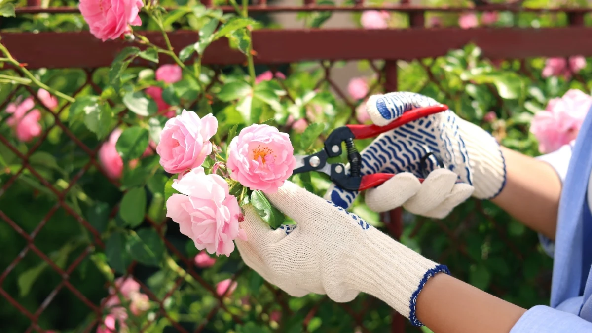 person pruning roses