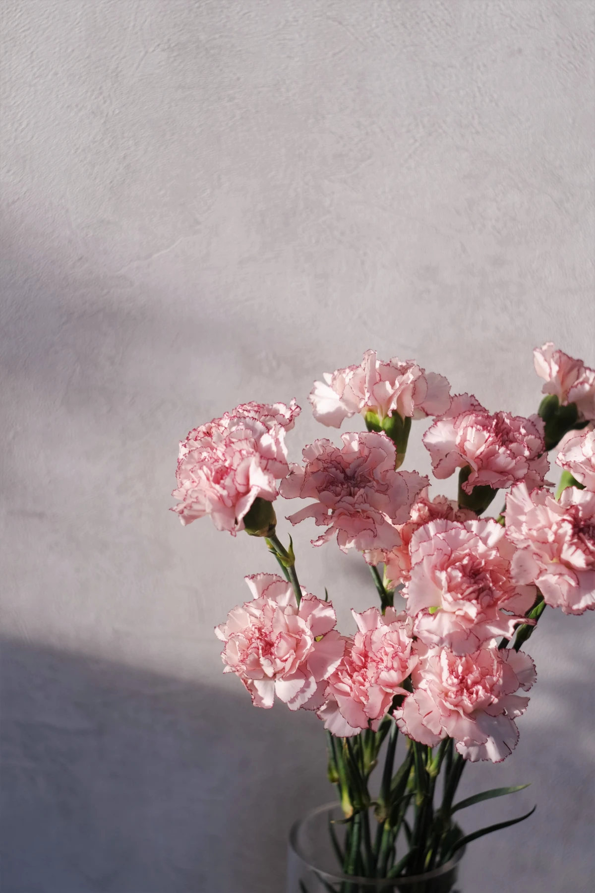 pink carnations in a vase