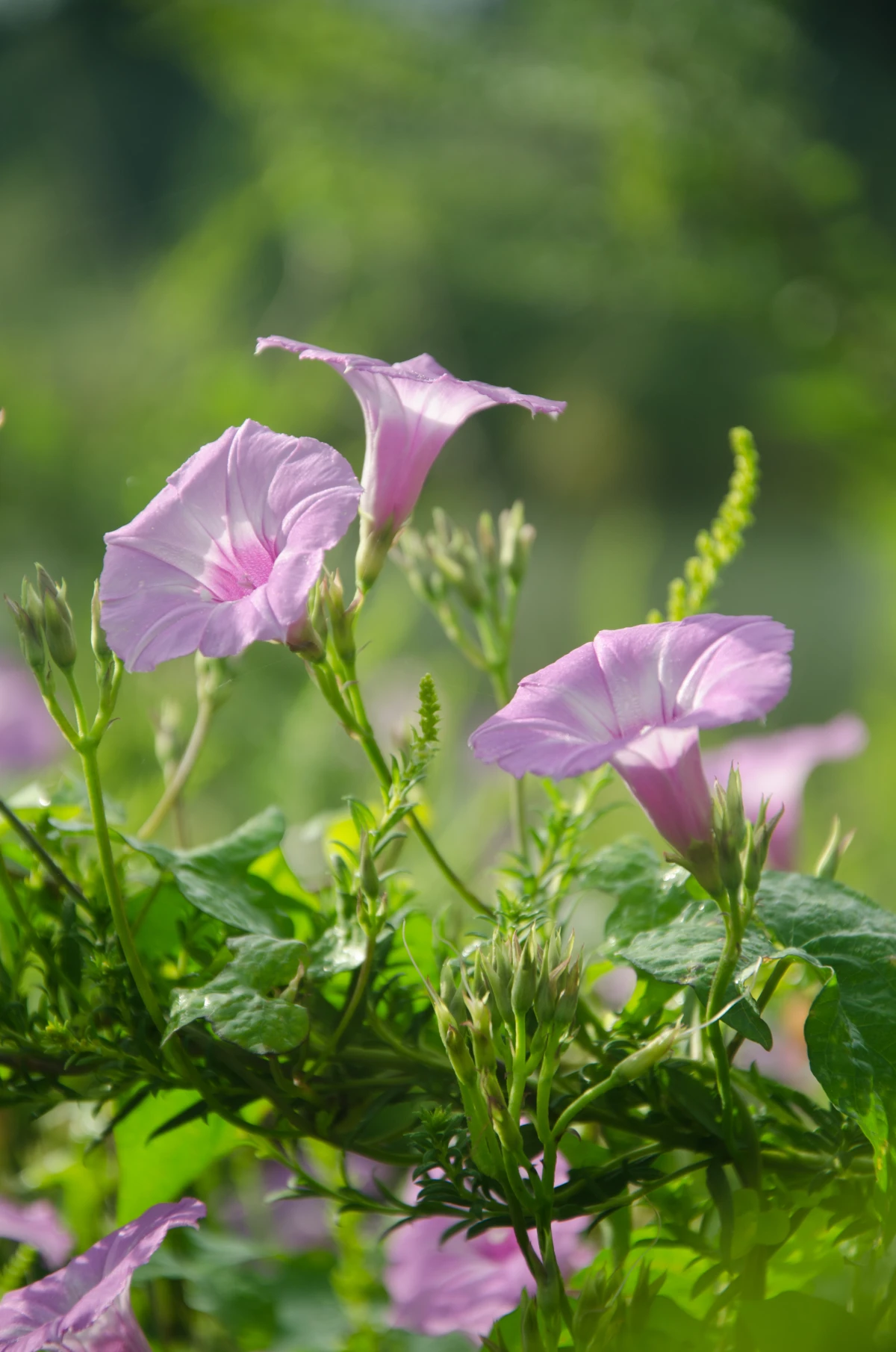 pink morning glory flowers