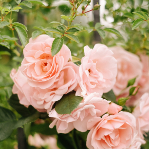 Avoid These 5 Common Rose Growing Mistakes This Season