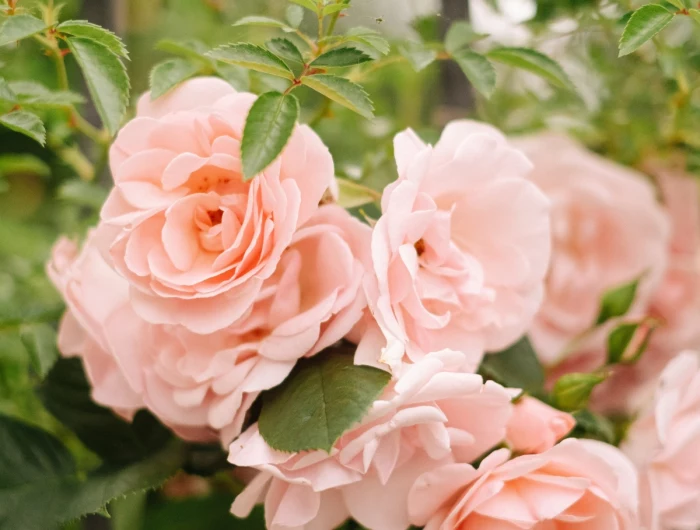 pink roses growing