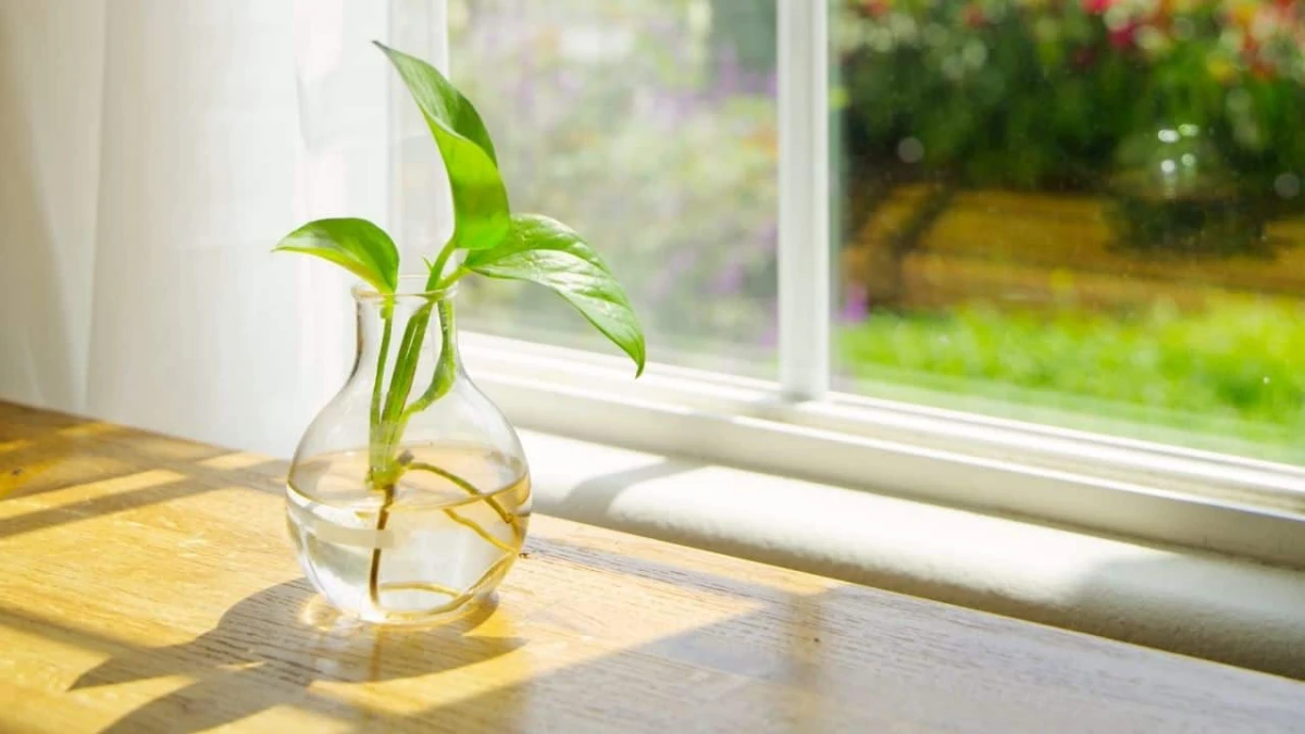 plants that grow in water pothos plant in water