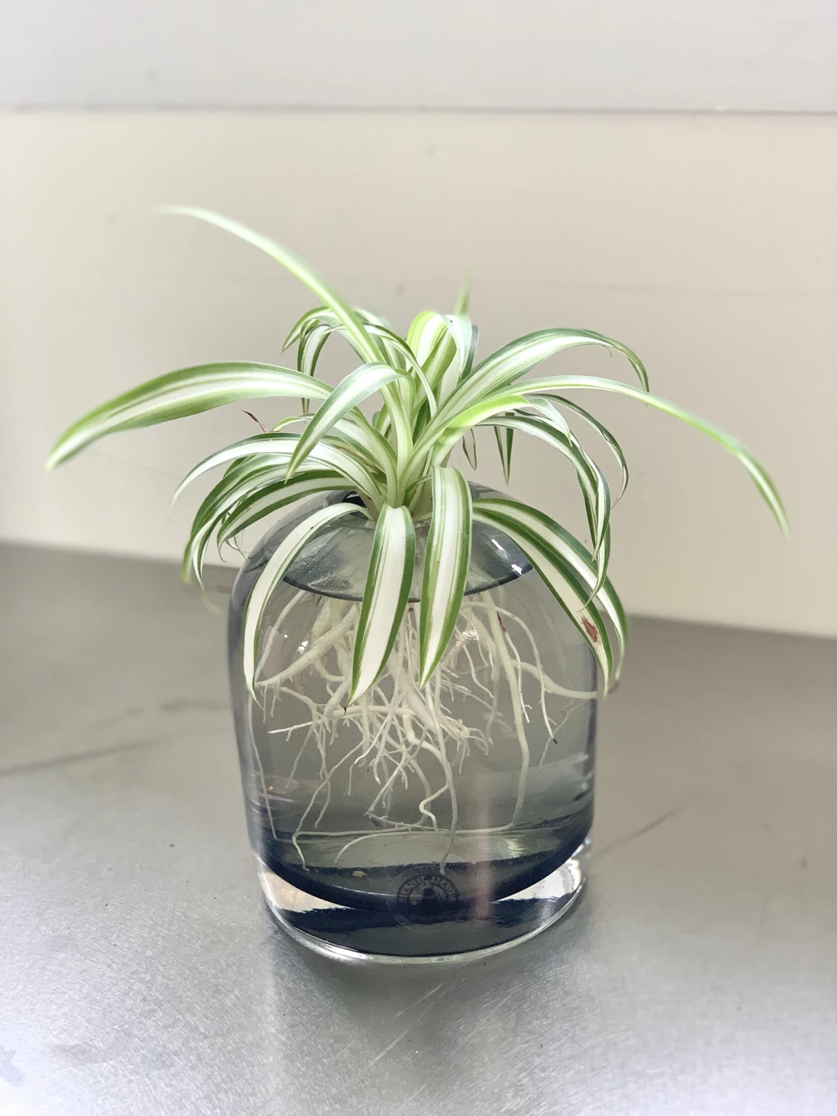 plants that grow in water spider plant in water