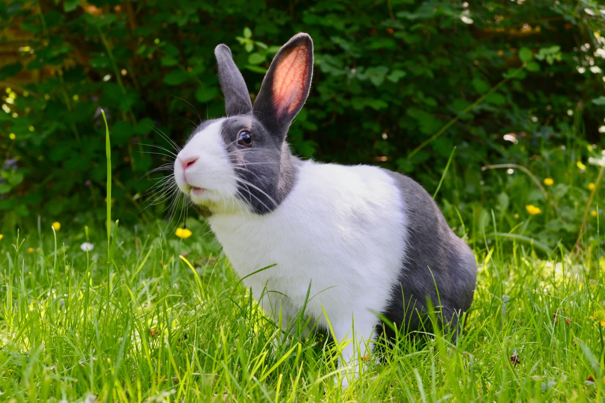 rabbit in the garden