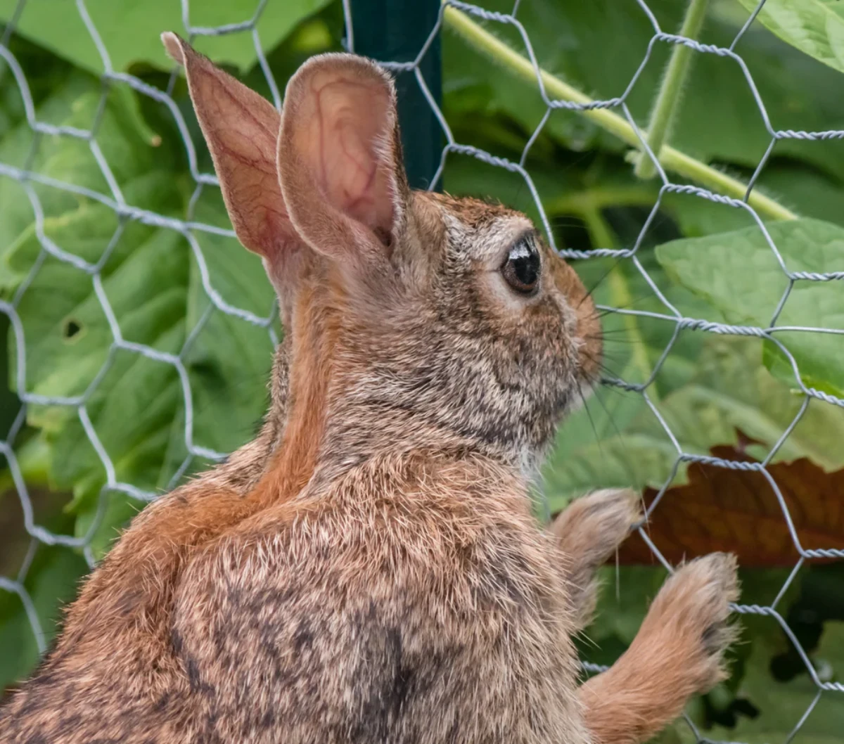 rabbit outside of fence