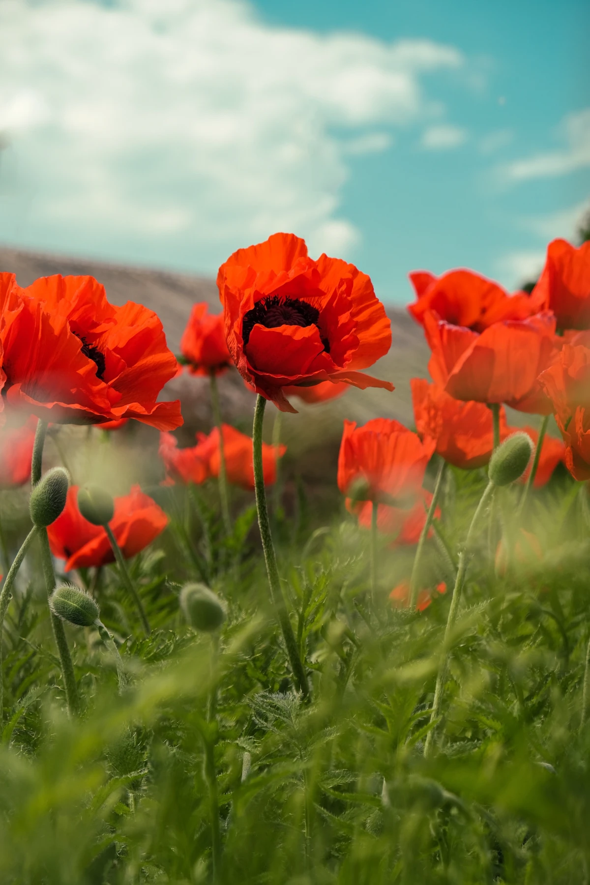 red poppies in field