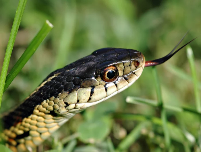 snake slithering in grass