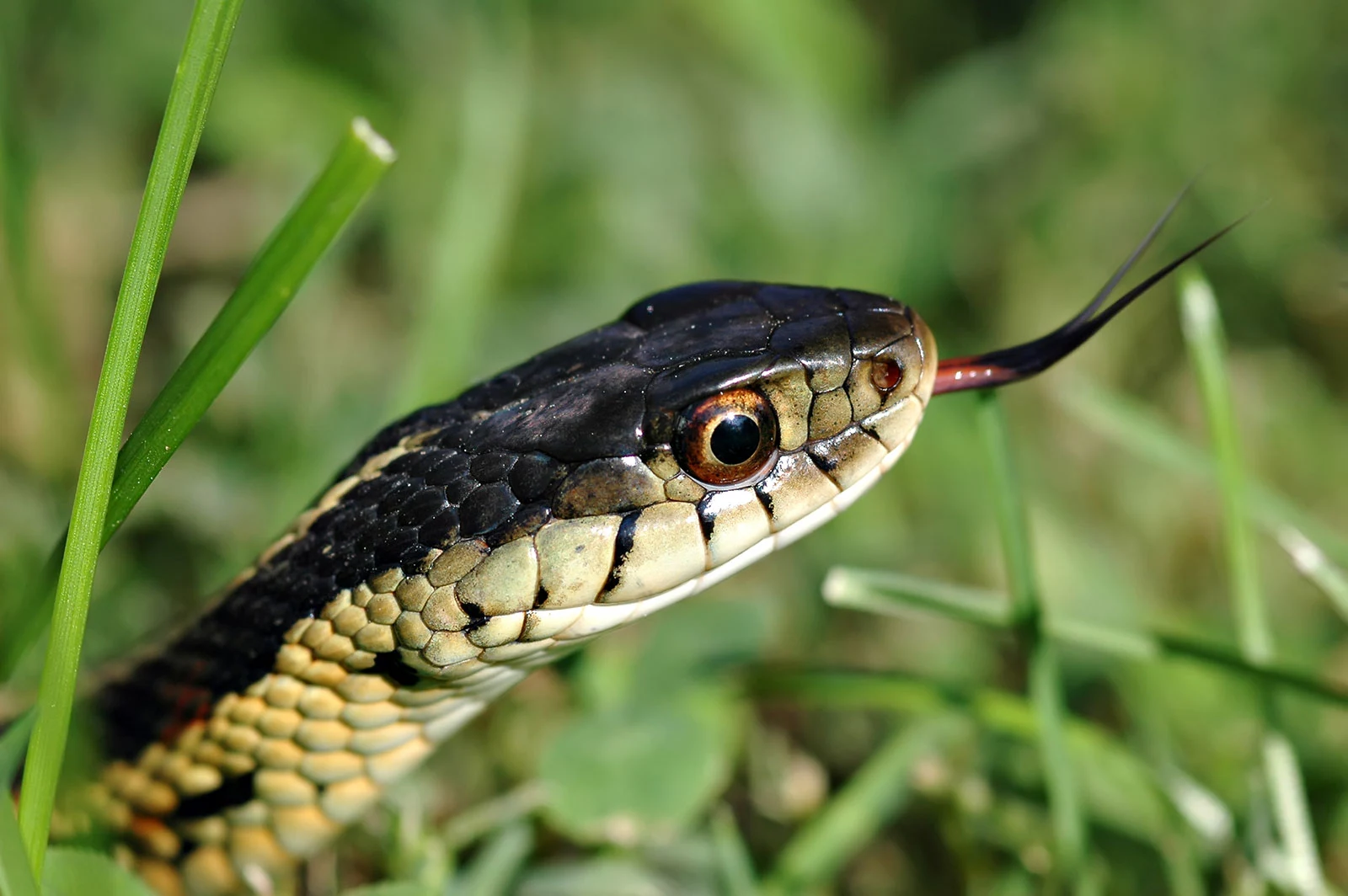 snake slithering in grass